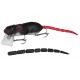BBZ1 RAT 50 NINJA